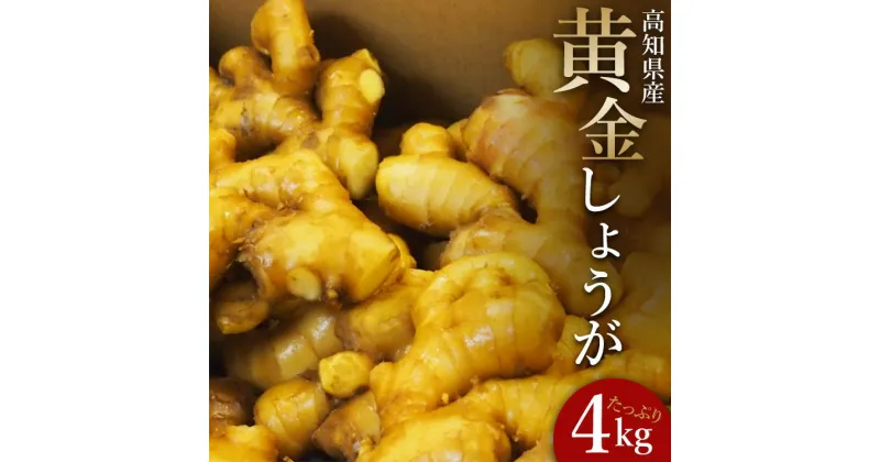 【ふるさと納税】生姜一筋70年の生姜老舗問屋 黄金しょうが 約4kg – 送料無料 在来種よりも香り辛み共に強め 料理 おかず 材料 のし対応不可 高知県 香南市【冷蔵】 Xnb-0005