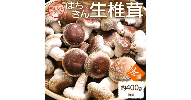 【ふるさと納税】やまももファーム椎茸 冬菌はちきん生椎茸(菌床)約400g – 送料無料 しいたけ きのこ キノコ 野菜 お取り寄せ 肉厚ぷりぷり 料理具材 お鍋 汁物 出汁 国産 高知県 香南市 【冷蔵】yo-0010