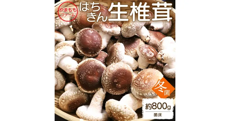 【ふるさと納税】やまももファーム椎茸 冬菌はちきん生椎茸(菌床)約800g – 送料無料 しいたけ きのこ キノコ 野菜 お取り寄せ 肉厚ぷりぷり 料理具材 お鍋 汁物 出汁 国産 高知県 香南市 【冷蔵】yo-0013