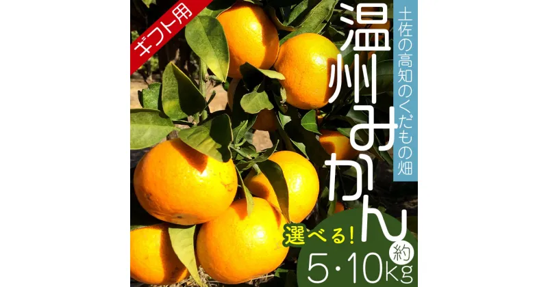 【ふるさと納税】【選べる内容量】【期間限定】土佐の高知のくだもの畑 みかん（ギフト用）約5kg/約10kg – 温州みかん ミカン 蜜柑 柑橘 柑橘類 フルーツ 果物 くだもの 熨斗 のし対応可 贈り物 贈答用 贈答品 プレゼント お礼 お祝い 感謝 高知県 香南市【常温】Rkd-0022