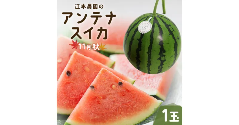 【ふるさと納税】【数量限定】江本農園の11月秋アンテナスイカ 1玉【期間限定】- のし対応可 熨斗 果物 くだもの フルーツ すいか 西瓜 糖 完熟 甘い あまい デザート 美味しい おいしい おやつ スイーツ 国産 高知県 香南市【常温】 em-0017