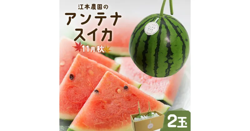 【ふるさと納税】【数量限定】江本農園の11月秋アンテナスイカ 2玉【期間限定】 – のし対応可 熨斗 果物 くだもの フルーツ すいか 西瓜 糖 完熟 甘い あまい デザート 美味しい おいしい おやつ スイーツ 国産 高知県 香南市【常温】 em-0018