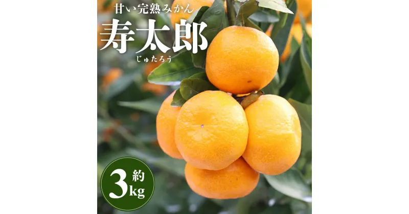 【ふるさと納税】間城農園 甘い完熟みかん 寿太郎（じゅたろう）約3kg – 送料無料 フルーツ 果物 くだもの 甘い おいしい 期間限定 数量限定 柑橘 ミカン 蜜柑 送料無料 高知県 香南市【常温】ms-0046