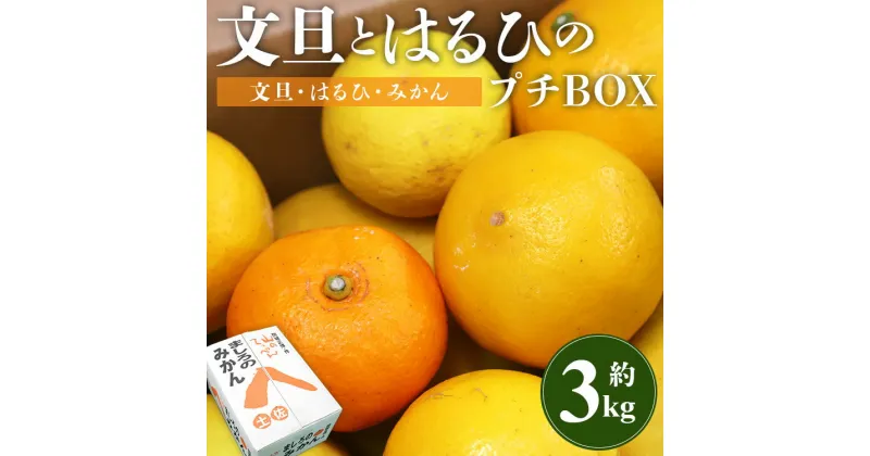 【ふるさと納税】【先行予約】文旦とはるひのプチBOX 合計約3kg – フルーツ 果物 くだもの ぶんたん ブンタン ぼんたん ザボン 柑橘 蜜柑 ミカン お試し 数量限定 期間限定 季節限定 送料無料 間城農園 高知県 香南市【常温】ms-0036