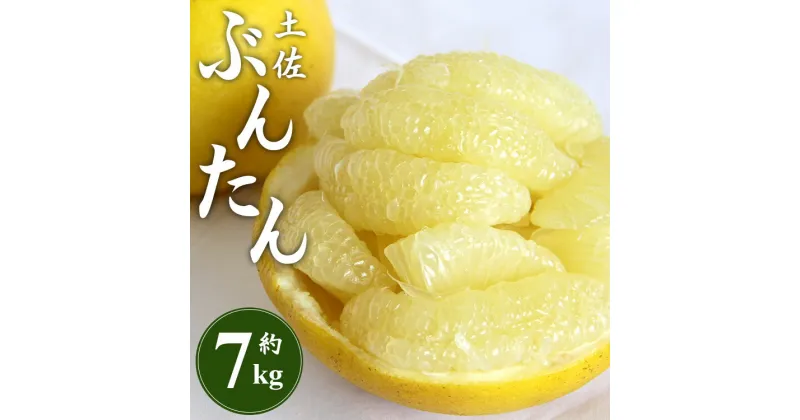 【ふるさと納税】【先行予約】土佐文旦 約7kg (2L〜4Lサイズ) – 期間 数量限定 果物 くだもの フルーツ 柑橘類 果実 ぶんたん ブンタン 美味しい フレッシュ ジューシー 果汁 間城農園 7キロ ザボン ボンタン お取り寄せ とりよせ 特産品 贈答 高知県 香南【常温】ms-0067