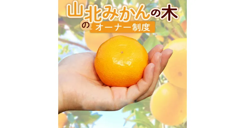 【ふるさと納税】山北みかんの木のオーナー制度 (収穫後山北みかん 約60kg) – 果物 フルーツ 柑橘類 みかん ミカン 蜜柑 数量限定 期間限定 果樹 丸々 丸ごと まるごと 1本 温州みかん 甘い 山北みらい 高知県 香南市【常温】 yk-0036