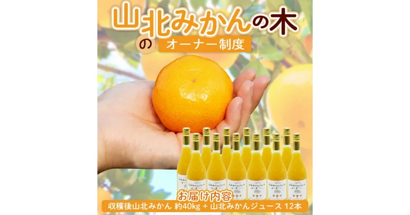 【ふるさと納税】山北みかんの木のオーナー制度 (収穫後山北みかん 約40kg+山北みかんジュース 12本) – 果物 フルーツ 柑橘類 みかん ミカン 蜜柑 数量限定 期間限定 果樹 丸々 丸ごと まるごと 1本 温州みかん 山北みらい 高知県 香南市【常温】 yk-0037