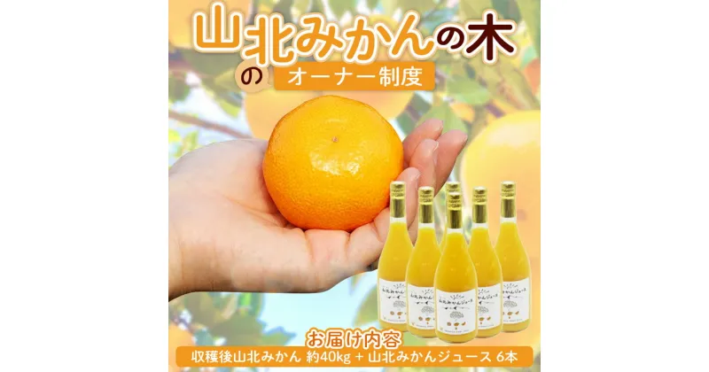 【ふるさと納税】山北みかんの木のオーナー制度 (収穫後山北みかん 約40kg+山北みかんジュース 6本) – 果物 フルーツ 柑橘類 みかん ミカン 蜜柑 数量限定 期間限定 果樹 丸々 丸ごと まるごと 1本 温州みかん あまい 甘い 山北みらい 高知県 香南市【常温】yk-0038