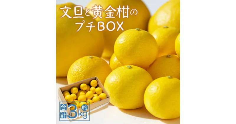 【ふるさと納税】【先行予約】文旦と黄金柑のプチBOX 合計約3kg – ぶんたん ブンタン 果物 くだもの フルーツ 柑橘 みかん 詰め合わせ セット 食べ比べ お試し お楽しみ 間城農園 高知県 香南市【常温】ms-0041