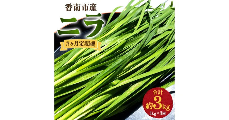 【ふるさと納税】3ヶ月定期便 香南市産 ニラ 合計約3kg（1kg×3回） – にら 韮 生 野菜 やさい 香味野菜 葉物 新鮮 シャキシャキ食感 肉厚 にくあつ 料理 アレンジ 炒めもの 炒め物 煮物 鍋 なべ もつ鍋 産地直送 国産 おきゃんぴー農園 高知県 香南市【冷蔵】Won-0015