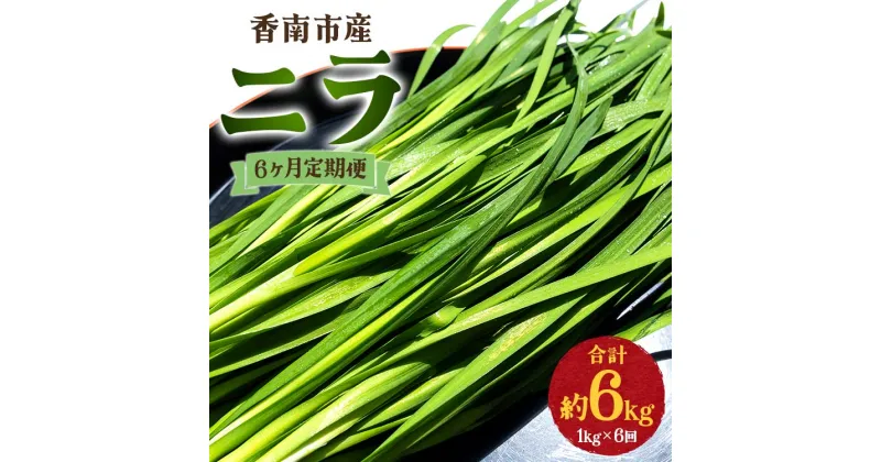 【ふるさと納税】6ヶ月定期便 香南市産 ニラ 合計約6kg（1kg×6回） – にら 韮 生 野菜 やさい 香味野菜 葉物 新鮮 シャキシャキ食感 肉厚 にくあつ 料理 アレンジ 炒めもの 炒め物 煮物 鍋 なべ もつ鍋 産地直送 国産 おきゃんぴー農園 高知県 香南市【冷蔵】Won-0016