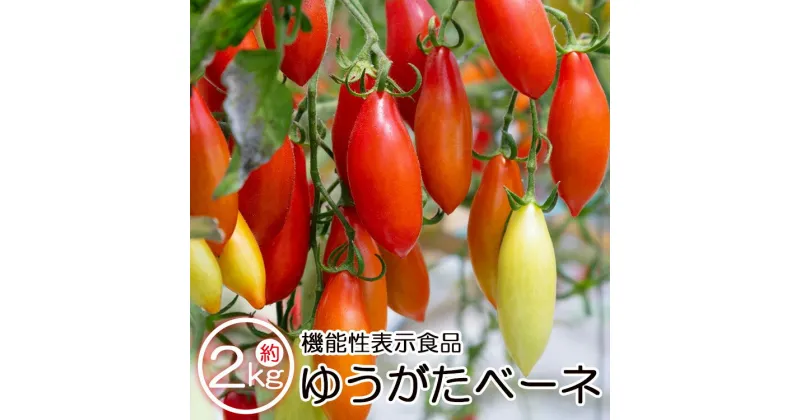 【ふるさと納税】機能性表示食品 ミニトマト ゆうがたベーネ 約2kg（1kg×2箱） – 送料無料 プチトマト フルーツトマト ギフト お礼 御礼 感謝 のし対応 高糖度 お歳暮 御歳暮 贈答用 贈り物 井上石灰工業株式会社 高知県 香南市【常温】【冷蔵】 is-0009