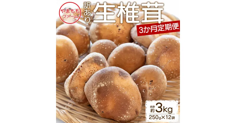 【ふるさと納税】3か月定期便 訳あり 生椎茸 合計約3kg（250g×12袋） – しいたけ きのこ キノコ 野菜 生しいたけ 不揃い 個包装 無農薬 化学肥料不使用 お鍋 汁物 国産 やまももファーム 高知県 香南市 【冷蔵】Wyo-0016