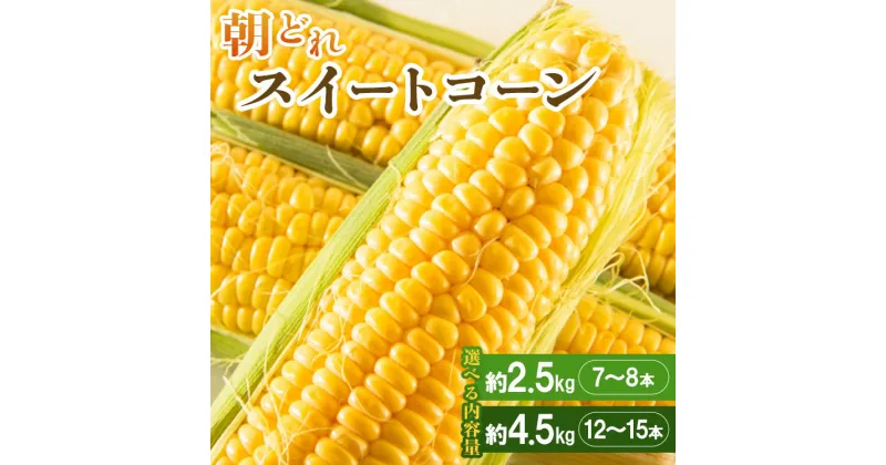 【ふるさと納税】【先行予約】朝どれスイートコーン 約2.5kg 7〜8本/約4.5kg 12〜15本 – 野菜 とうもろこし トウモロコシ 朝採り 季節限定 期間限定 選べる内容量 ポタージュ スープ BBQ バーベキュー 産地直送 特産品 旬彩ファームやまさき 高知県 香南市【冷蔵】Rsy-0004