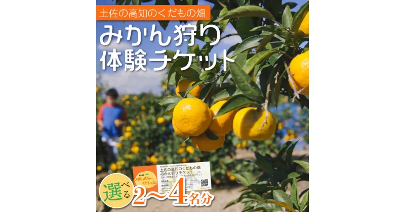 【ふるさと納税】【選べる】みかん狩り体験チケット 2名/3名/4名(10月中旬〜12月中旬頃) – ミカン狩り 蜜柑狩り 柑橘 フルーツ 利用券 旅行 観光 高知県 香南市 Rkd-0020