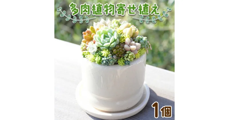 【ふるさと納税】多肉植物の寄せ植え 1個 – 鉢植え インテリア ガーデニング おしゃれ グリーン プレゼント 観葉植物 多肉 植物 寄せ植え かわいい お楽しみ 自然 PUKUTTO 高知県 香南市 【常温】 pk-0001