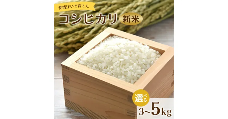 【ふるさと納税】【内容量が選べる】新米 愛情注いで育てたコシヒカリ 3kg/5kg – こしひかり お米 白米 精米 ご飯 ごはん 株式会社都築企画 高知県 香南市 【常温】 Rtd-0006