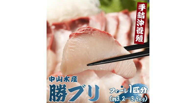 【ふるさと納税】【先行予約】手結沖養殖「勝ブリ」フィーレ 1匹分（約3.2kg〜3.9kg）- 期間限定 魚 ぶり 鰤 寒ブリ 海鮮 鮮魚 魚介類 切り身 海の幸 ギフト お刺身 煮物 焼き魚 おかず 産地直送 のし対応可 送料無料 高知県 香南市【冷蔵】 ny-0004