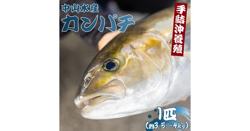 【ふるさと納税】【先行予約】「カンパチ」1匹（約3.5kg〜4kg）- 期間限定 魚 かんぱち 海鮮 鮮魚 魚介類 海の幸 ギフト お刺身 煮物 焼き魚 おかず 手結沖養殖 産地直送 のし対応可 送料無料 高知県 香南市【冷蔵】 ny-0005