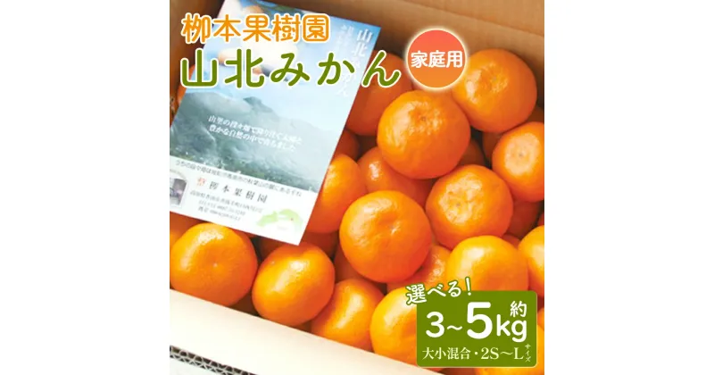 【ふるさと納税】【選べる内容量】【先行予約】山北みかん 家庭用 約3kg／約5kg（大小混合 2S〜Lサイズ）- 果物 フルーツ 柑橘類 温州みかん ミカン 蜜柑 甘い おいしい 訳あり キズ 送料無料 冬 期間限定 季節限定 数量限定 柳本果樹園 高知県 香南市【常温】