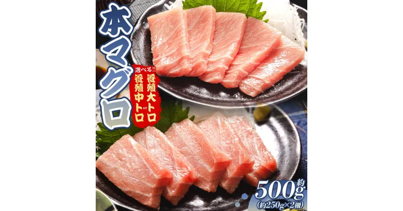 【ふるさと納税】本マグロ 約250g×2柵 （選べる：養殖大トロ約500g／養殖中トロ約500g）- 鮪 まぐろ 寿司 刺身 海鮮丼 漬け丼 カルパッチョ おつまみ 海産物 魚介 海の幸 高知県 香南市 【冷凍】