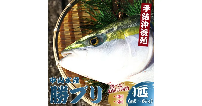 【ふるさと納税】【お届け回数が選べる】【期間限定】「勝ブリ」1匹（約5kg〜6kg）（2回／3回） 【先行申込】 – 期間限定 魚 ぶり 鰤 寒ブリ 海鮮 鮮魚 魚介類 海の幸 ギフト お刺身 煮物 焼き魚 おかず 手結沖養殖 産地直送 のし対応可 高知県 香南市【冷蔵】Rny-0009