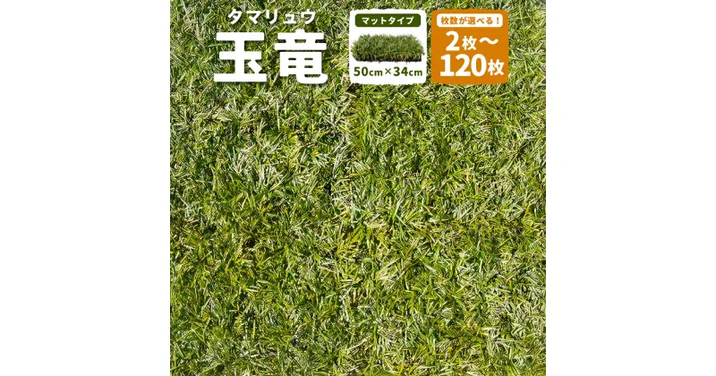 【ふるさと納税】【選べる枚数】玉竜 タマリュウ たまりゅう2枚／4枚／6枚／30枚／60枚／90枚／120枚 植物 プラント 芝生 ガーデニング ガーデニング用品 造園 下草 草抑え 高知県 香美市 送料無料