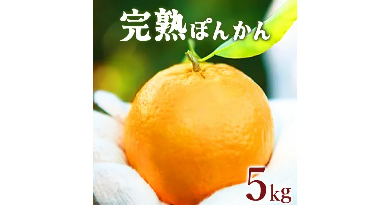 【ふるさと納税】＜先行予約＞完熟ぽんかん 5kg 国産 東洋町産 オレンジ 果物 フルーツ 蜜柑 ミカン 完熟 甘い 酸味 ジューシー 高知県 四国 お取り寄せ 家庭用 自宅用 贈り物 ギフト 送料無料 産地直送 F-02