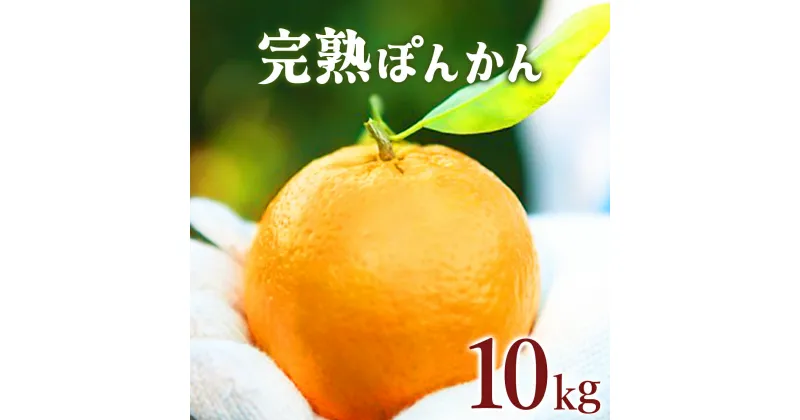 【ふるさと納税】＜先行予約＞ 完熟ぽんかん 10kg 国産 東洋町産 オレンジ 果物 フルーツ 蜜柑 ミカン 完熟 甘い 酸味 ジューシー 高知県 四国 お取り寄せ 家庭用 自宅用 贈り物 ギフト 大容量 送料無料 産地直送 F-03