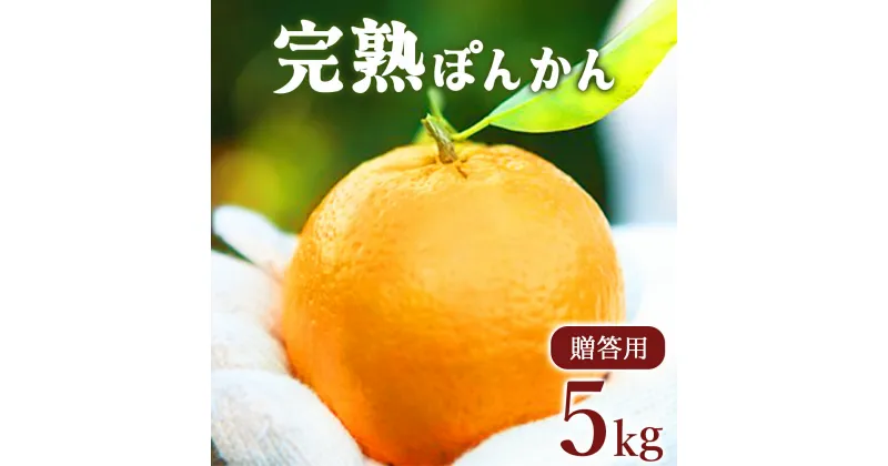 【ふるさと納税】＜先行予約＞贈答用 完熟ぽんかん(特大サイズ) 5kg 国産 東洋町産 甘い コク 蜜柑 ミカン ジューシー 果肉 高知県 東洋町 四国 お取り寄せ フルーツ 果物 贈り物 ギフト 内祝 送料無料 産地直送 F-12