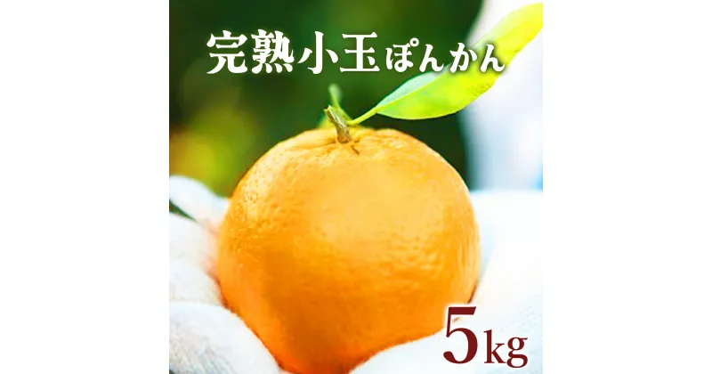 【ふるさと納税】＜先行予約＞完熟小玉ぽんかん 5kg 国産 東洋町産 甘い コク ジューシー 蜜柑 ミカン 小玉 完熟 果肉 高知県 東洋町 四国 お取り寄せ フルーツ 果物 家庭用 自宅用 贈り物 送料無料 産地直送 F-04