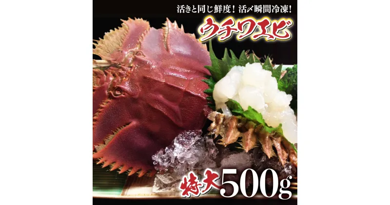 【ふるさと納税】活〆ウチワエビ特大3匹 500g＜数量限定＞ 国産 東洋町産 セット うちわえび 新鮮 海鮮 高知県 東洋町 四国 お取り寄せ 送料無料 S-22