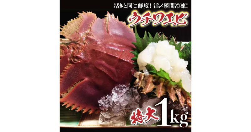 【ふるさと納税】活〆ウチワエビ特大6匹 1000gセット＜数量限定＞ 国産 東洋町産 セット うちわえび 新鮮 海鮮 高知県 東洋町 四国 お取り寄せ 送料無料 S210