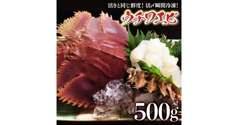 【ふるさと納税】活〆ウチワエビ3~5匹 500gセット＜数量限定＞ 国産 東洋町産 セット うちわえび 新鮮 海鮮 高知県 東洋町 四国 お取り寄せ 送料無料 S-23