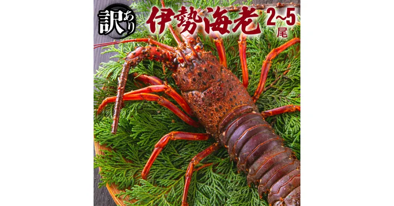 【ふるさと納税】訳あり 活〆伊勢海老＜1,000g＞【冷凍】 国産 東洋町産 天然 新鮮 海鮮 ゆず果汁付き 刺身 焼き ボイル 四国 お取り寄せ お祝い 記念日 贈り物 送料無料 生 S215