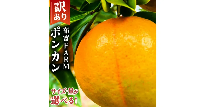 【ふるさと納税】 ＜先行予約＞選べる 訳あり ポンカン＜5〜10kg＞ NT1-7 国産 東洋町産 訳アリ オレンジ 果物 フルーツ 甘い 酸味 ジューシー ミカン 蜜柑 高知県 四国 布富FARM お取り寄せ 家庭用 自宅用 大容量 送料無料 産地直送