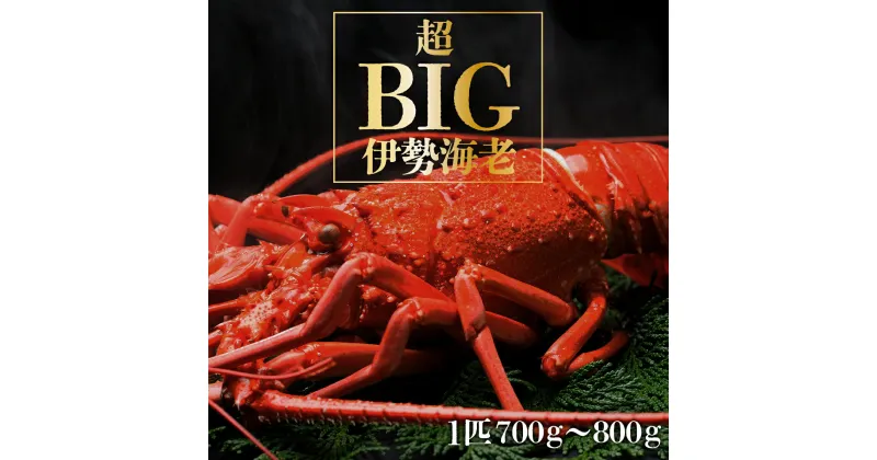 【ふるさと納税】超BIG伊勢海老＜1匹＞1000匹に1匹レベル！【冷凍】刺身OK 国産 東洋町産 天然 新鮮 海鮮 四国 お取り寄せ お祝い 記念日 贈り物 送料無料 生 S241