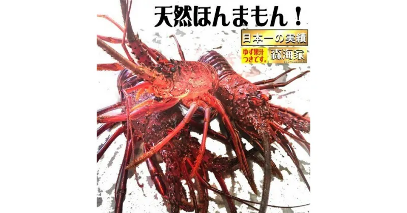 【ふるさと納税】リピーター続出！伊勢海老 選べる容量 ＜180g〜1100g＞ 国産 東洋町産 天然 新鮮 海鮮 ゆず果汁付き 刺身 焼き お祝い 記念日 贈り物