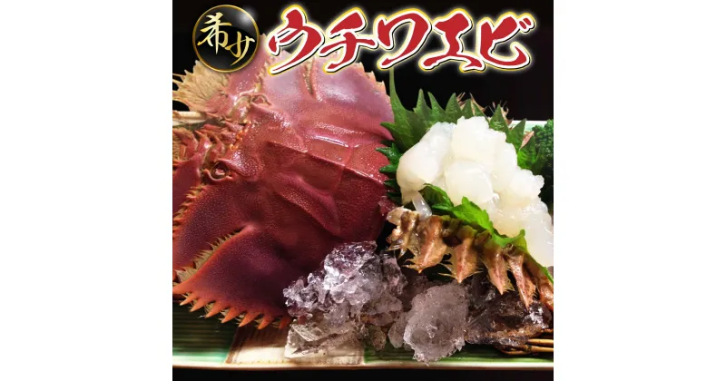 【ふるさと納税】ウチワエビ(小) 天然ほんまもん！1500g(18~20匹前後) 国産 東洋町産 天然 新鮮 海鮮 刺身 焼き ボイル 四国 お取り寄せ お祝い 記念日 贈り物 送料無料