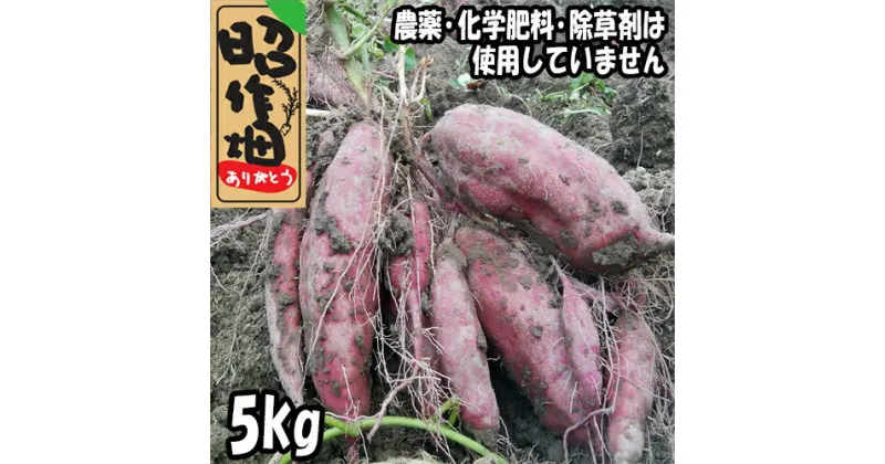 【ふるさと納税】さつまいも食べ比べセット5kg　さつまいも　焼き芋　スイートポテト　無農薬　安納芋　土佐紅　シルク スイート　紅はるか　ふくむらさき　季節限定