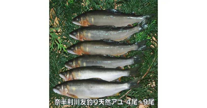 【ふるさと納税】奈半利川の友釣り天然アユ　天然 炭火焼 高知県 清流 奈半利川 冷凍鮎 4尾 9尾選べる