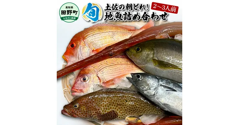 【ふるさと納税】～四国一小さなまち～ 土佐の朝どれ「旬」地魚詰め合わせ（2～3人前）朝獲れ 旬 鮮魚 魚 魚介 海鮮 海の幸 さかな 鮮度 セット おまかせ お任せ ウロコ・内臓・エラ処理済み 冷蔵 配送 高知県 田野町 ふるさとのうぜい 故郷納税 返礼品