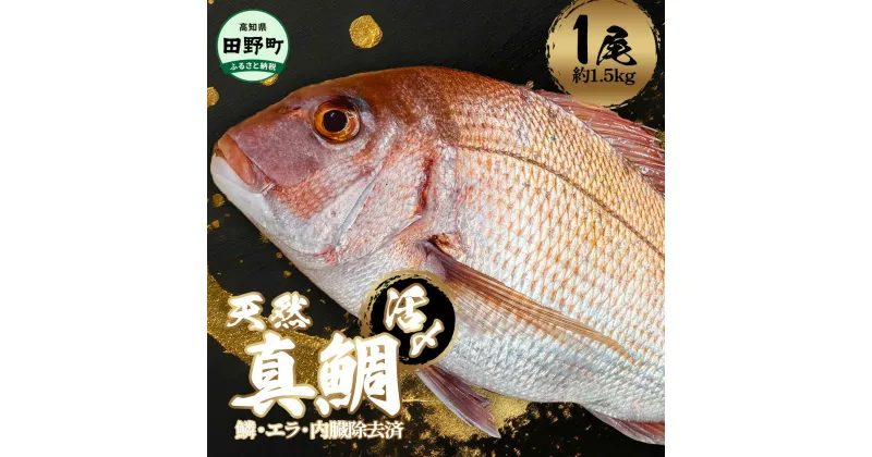 【ふるさと納税】～四国一小さなまち～ 活き〆天然真鯛 約1.5kg 1尾（鱗・エラ・内臓除去済）1.5キロ 真鯛 マダイ まだい 活き締め 刺身 さしみ お寿司 カルパッチョ 魚 海鮮 魚介 新鮮 国産 おかず 和食 冷蔵 配送 故郷納税 ふるさとのうぜい 高知県 高知 田野町 返礼品