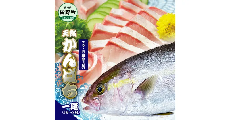 【ふるさと納税】～四国一小さなまち～ 天然カンパチ 1尾 1.5~2kg（エラ・内臓除去済）活き締め 1.5~2キロ かんぱち 刺身 お寿司 しゃぶしゃぶ アレンジ 新鮮 旨味 魚 海鮮 国産 天然 おかず お取り寄せ 冷蔵 配送 故郷納税 ふるさとのうぜい 高知県 高知 田野町 返礼品