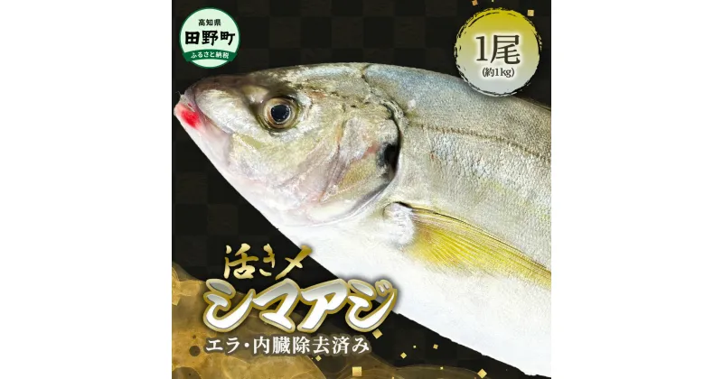 【ふるさと納税】～四国一小さなまち～ 活き〆天然縞鯵 約1kg 1尾（エラ・内臓除去済）活き締め 1キロ あじ アジ 刺身 なめろう お寿司 アジフライ 南蛮漬け 新鮮 魚 海鮮 国産 お取り寄せ 天然 おかず 和食 冷蔵 配送 故郷納税 ふるさとのうぜい 高知県 高知 田野町 返礼品