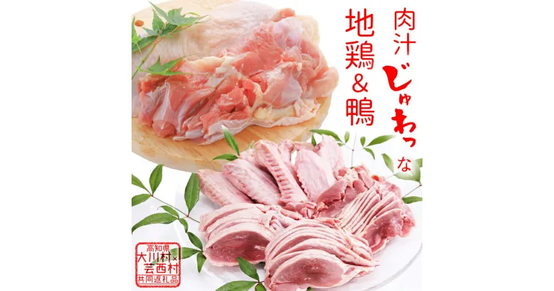 【ふるさと納税】【大川村と芸西村の共通返礼品】はちきん地鶏 もも肉 1kg＆土佐鴨 鴨鍋肉（4～5人前）セット 地鶏 モモ肉 鶏肉 鴨 鴨肉 かも肉 とり肉 とりにく 肉 高知県 大川村 F6R-012