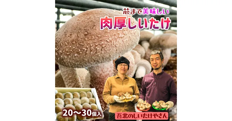 【ふるさと納税】2024年11月頃から発送★芯まで美味しい肉厚しいたけ