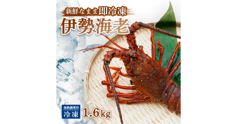 【ふるさと納税】 伊勢海老 冷凍 約 1.6kg 加熱調理用 イセエビ エビ えび 家庭用 訳あり 味噌汁