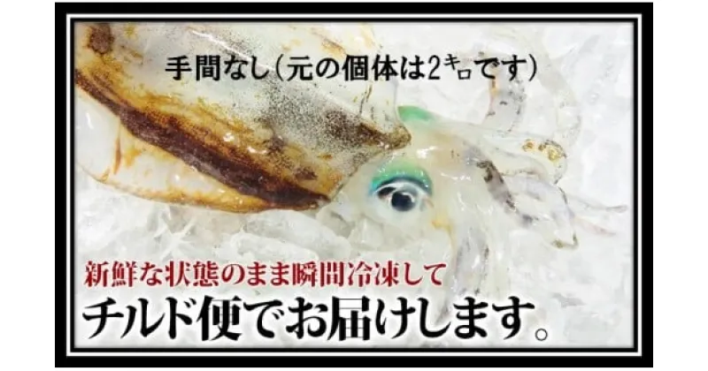 【ふるさと納税】 アオリイカ 1.6kg 下処理済 冷凍 手間なし 活き締め いか イカ 烏賊 刺身 天ぷら 煮つけ 高知 中土佐