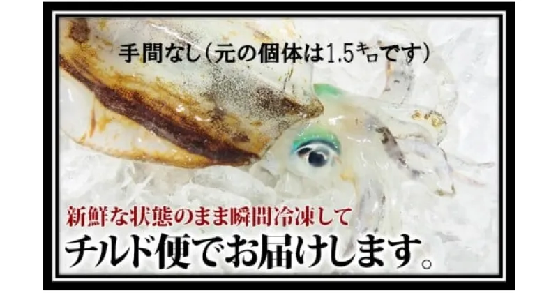 【ふるさと納税】 アオリイカ 1.2kg 下処理済 冷凍 手間なし 活き締め いか イカ 烏賊 刺身 天ぷら 煮つけ 高知 中土佐